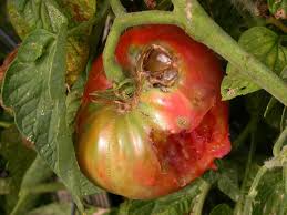 Roots, Shoots, Fruits, & Flowers: Tomato Edition